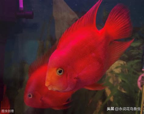 血鸚鵡 變白|血鸚鵡魚餵養7大注意事項